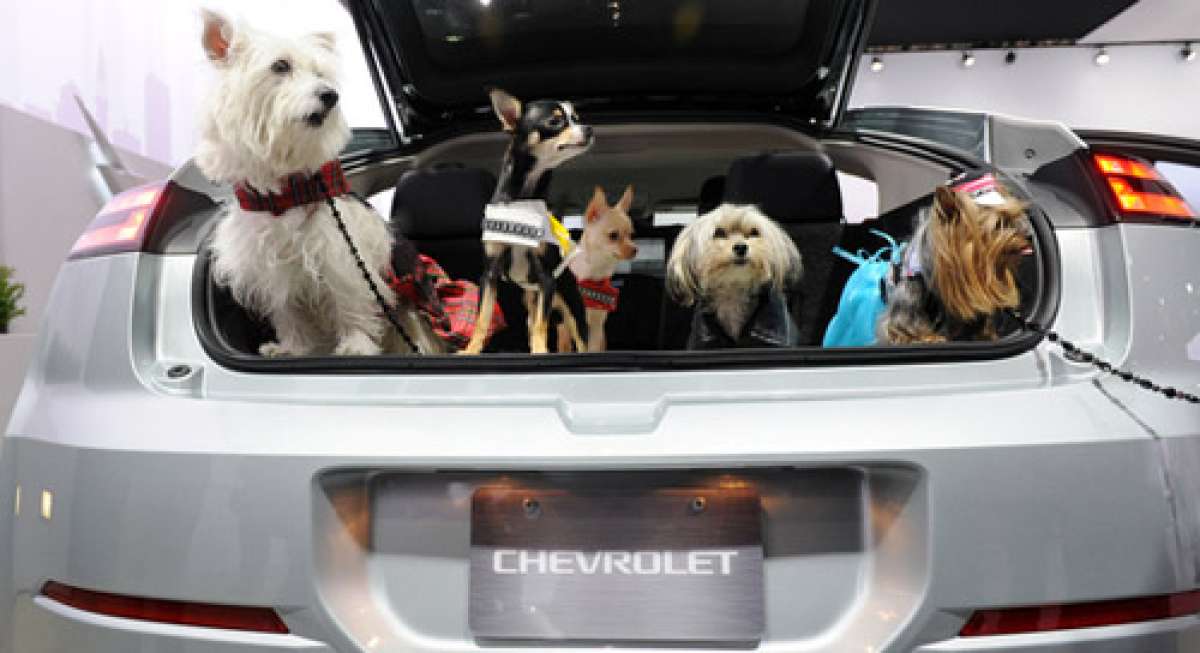 Dogs at Chevrolet stand at NY Auto Show