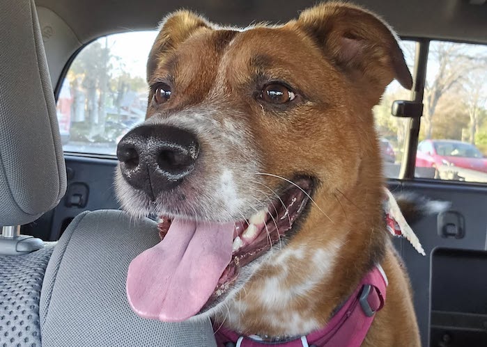 Marc's 2025 Toyota Tacoma and his dog