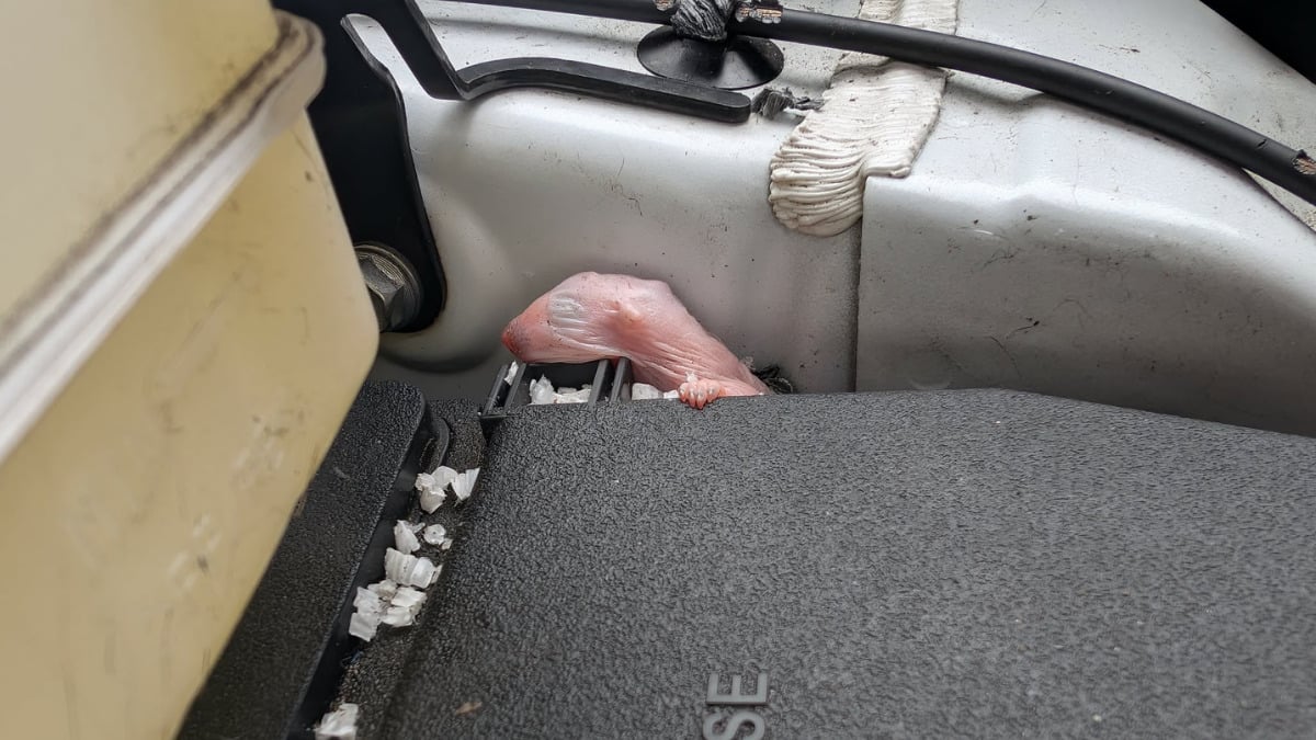 A pink, unborn, baby rodent is visible in Anna's 2026 Toyota Sienna compartment surrounded by wires and metal. 