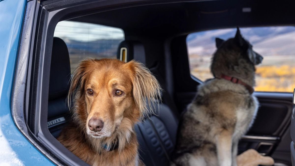 Dogs In Rivian R1T