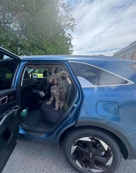 Two dogs love the Kia Sorento