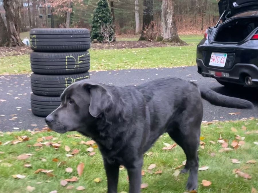 Ozzy the tire tester stands with Michelin Pilot Sport All-Season 4 tires