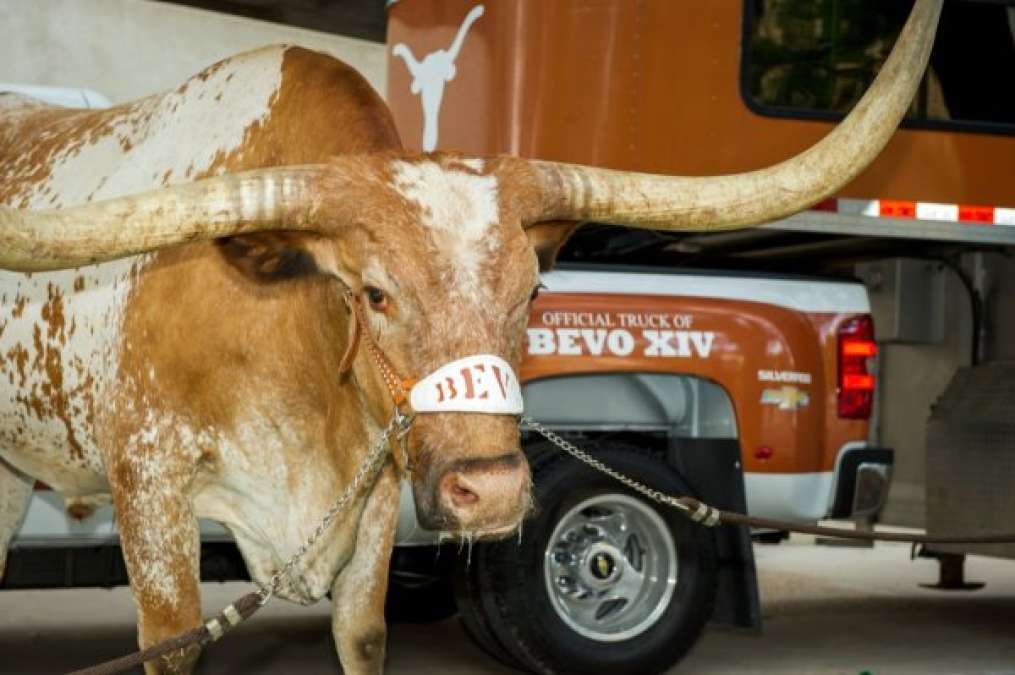 Bevo the Texas Longhorn