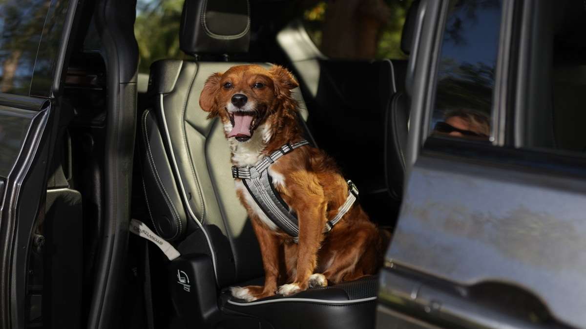 Why Parents and Pets Love the 2021 Chrysler Pacifica