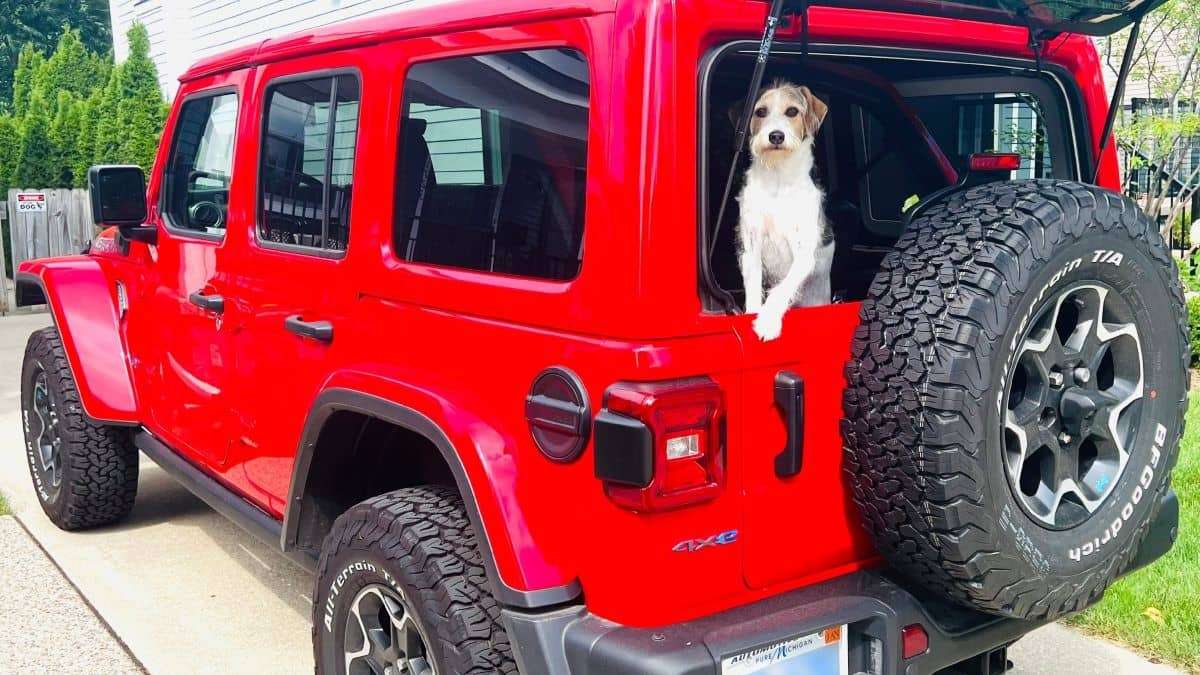 Why Pet Lovers Love Their 2022 Jeep Wranglers