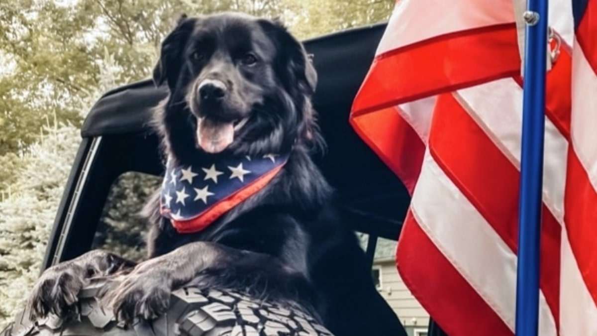 Bears Wins Title of Jeep Top Canine
