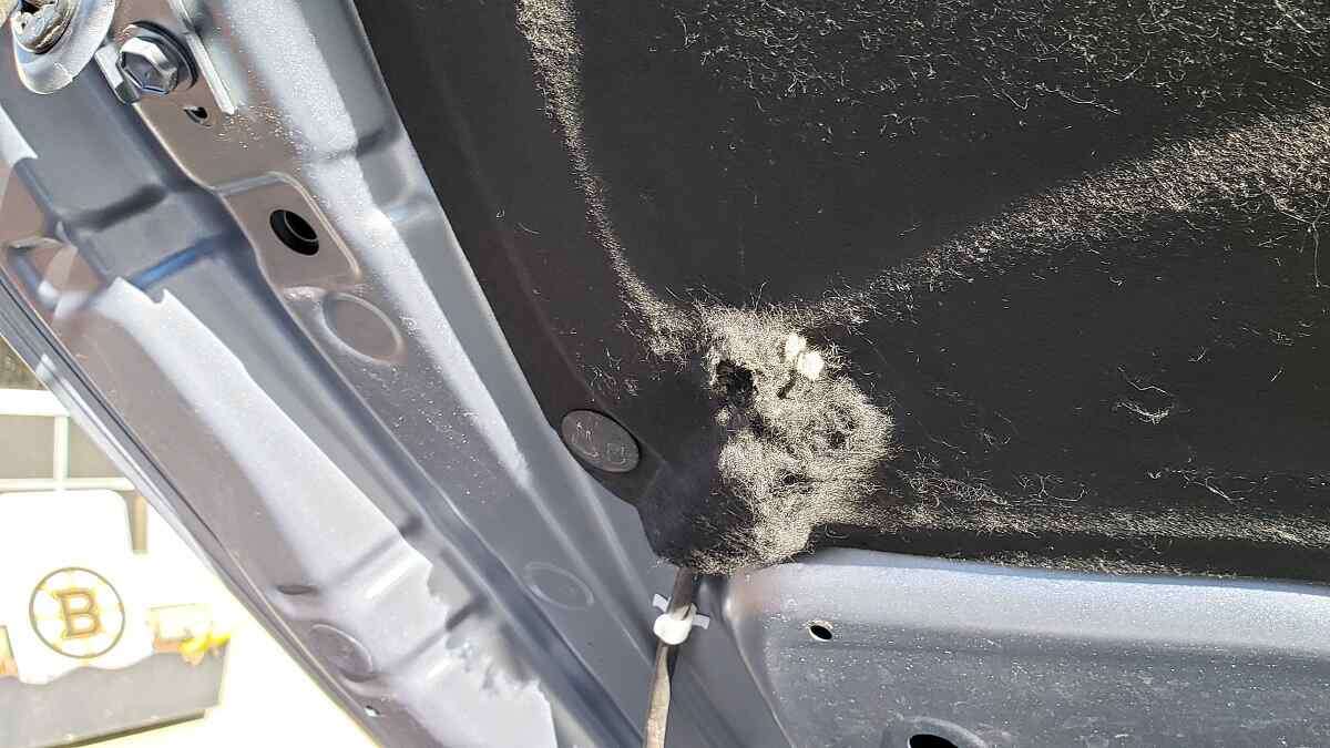 Image of mouse damage under a car hood by John Goreham