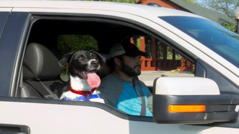 A dog in a Ford F150