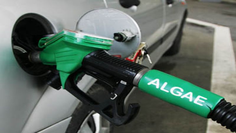 Algae as fuel
