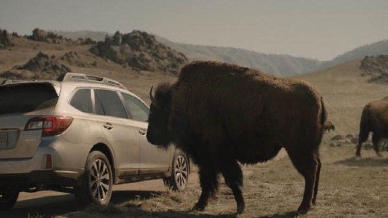 These 3 unique features make the 2015 Subaru Outback rugged like a Bison 