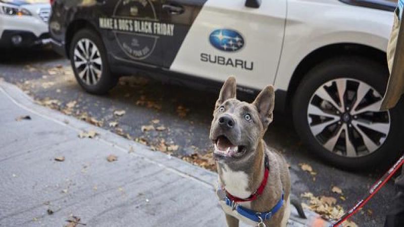 2017 Subaru Outback, 2017 Subaru Forester, Black Friday, ASPCA