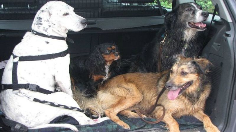 Pet Safety Equals People Safety When Driving