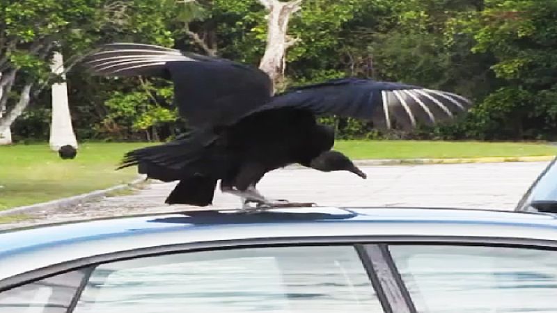 A Black Vulture picks at a car in the Everglades. From the below YouTube video. 