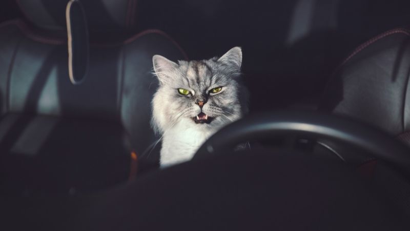 Are Garage Cats a Good Idea for Your Toyota Rav4?