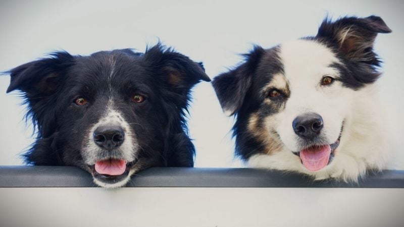 Truck Owners Told Consumer Reports These Models Made Them Happiest