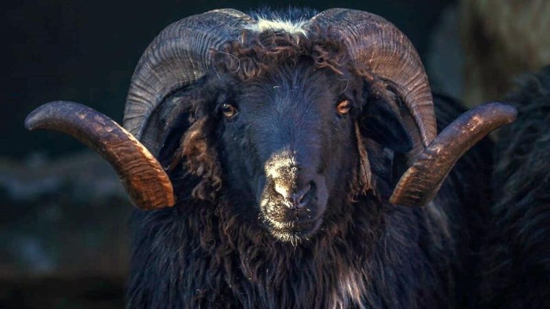 The Dodge Ram Worth $10,000 of Improvements