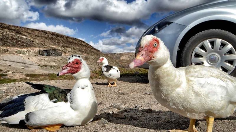 Don't Try This at Home DIY Car Repair