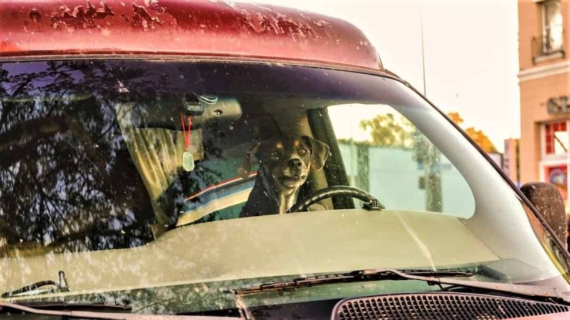 Crazy Things That Roll Into a Garage