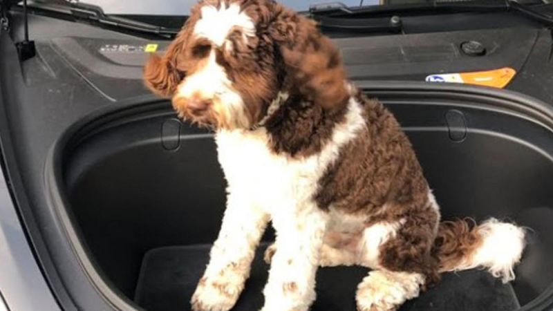 Frunk Puppies  Tesla Owner movement