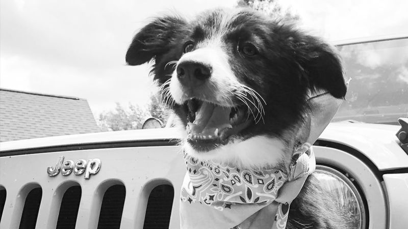 Jeep Top Canine Contest