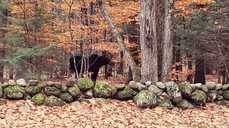 Moose image by John Goreham