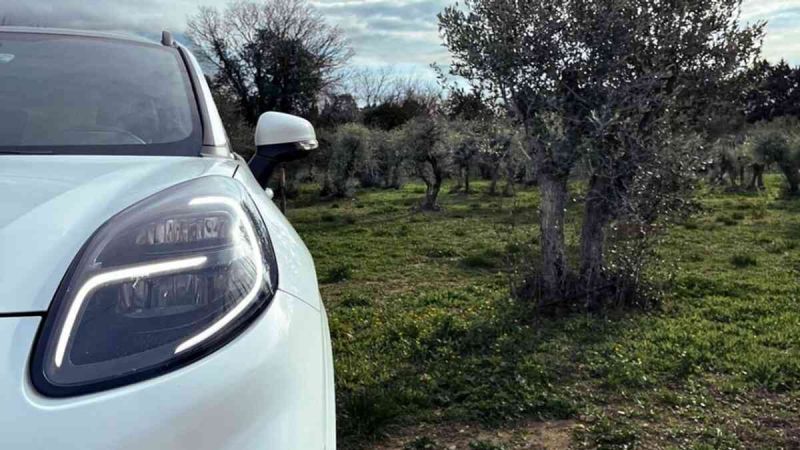 Olive Tree Waste May Help Build Future Cars
