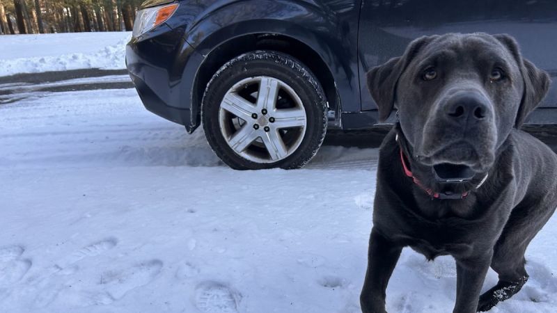 Image of Uniroyal Tiger Paw tires by Emma Risken. 