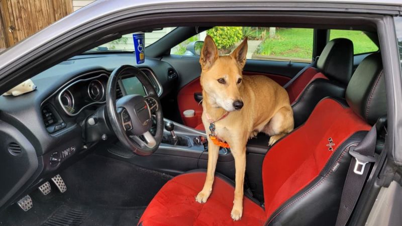 My Belgian Shepherd in my 2016 Dodge Challenger ready for drive.
