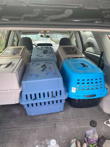 2014 Toyota Prius V With Cats 