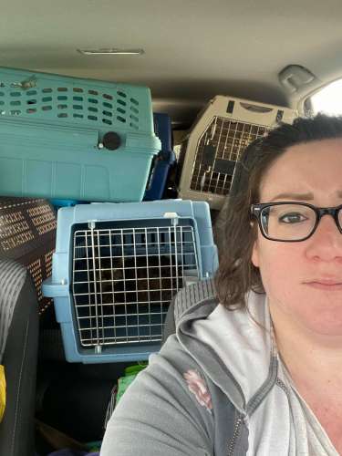 2014 Toyota Prius V with cat carriers 