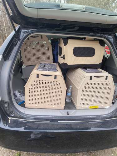2014 Toyota Prius V hauls 14 Cat Carriers 
