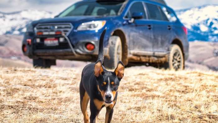 2022 Subaru Outback best for dogs