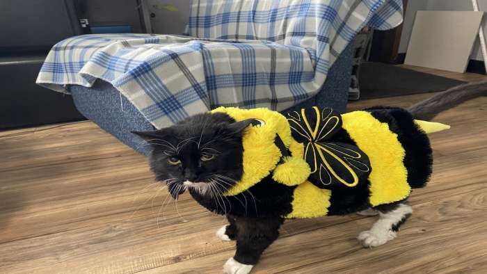 Bubba The Bumble Cat 