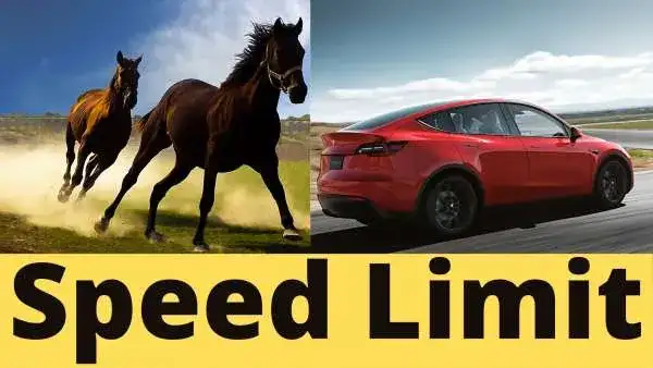 Horses and Tesla driving
