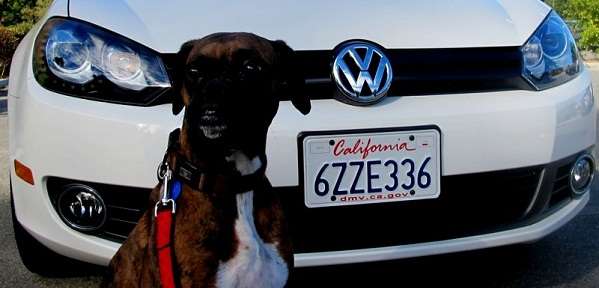 VW and a dog