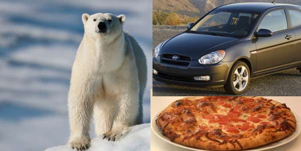 Hyundai Accent Polar Bear Pizza Delivery