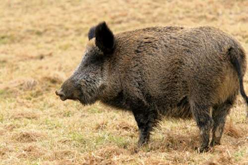 Texas highway feral hogs 