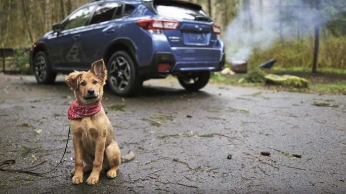 2019 Subaru Forester, National Puppy Day, Subaru news