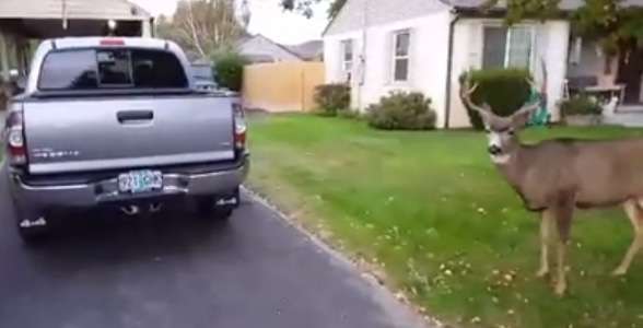 Deer and a 2015 Toyota Tacoma TRD