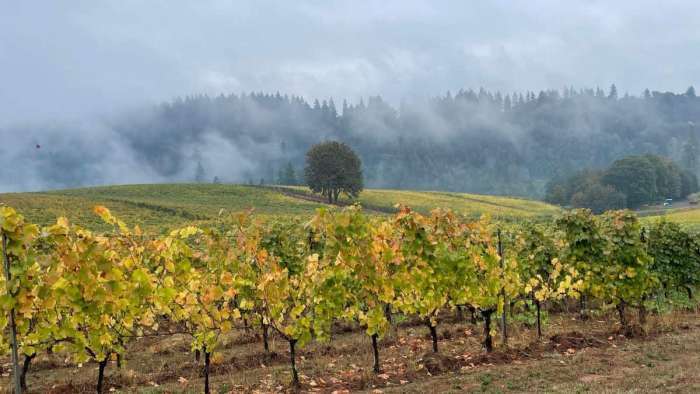 Vineyard with yellowing vines in October fog