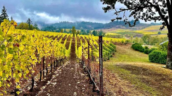Zenith Vineyards, Ella-Amity Hills AVA, Oregon