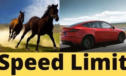 Horses and Tesla driving