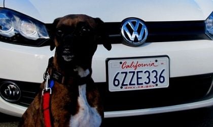 VW and a dog