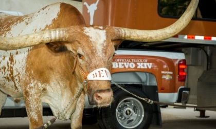 Bevo the Texas Longhorn