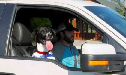A dog in a Ford F150