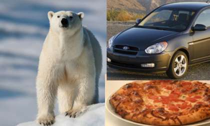 Hyundai Accent Polar Bear Pizza Delivery