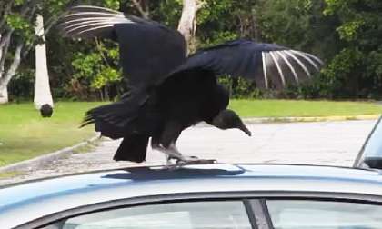 A Black Vulture picks at a car in the Everglades. From the below YouTube video. 