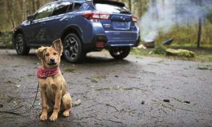 2019 Subaru Forester, National Puppy Day, Subaru news