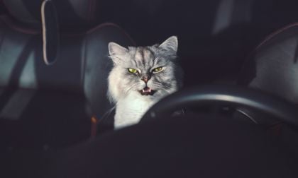 Are Garage Cats a Good Idea for Your Toyota Rav4?