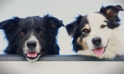 Truck Owners Told Consumer Reports These Models Made Them Happiest